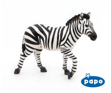 Load image into Gallery viewer, Male Zebra