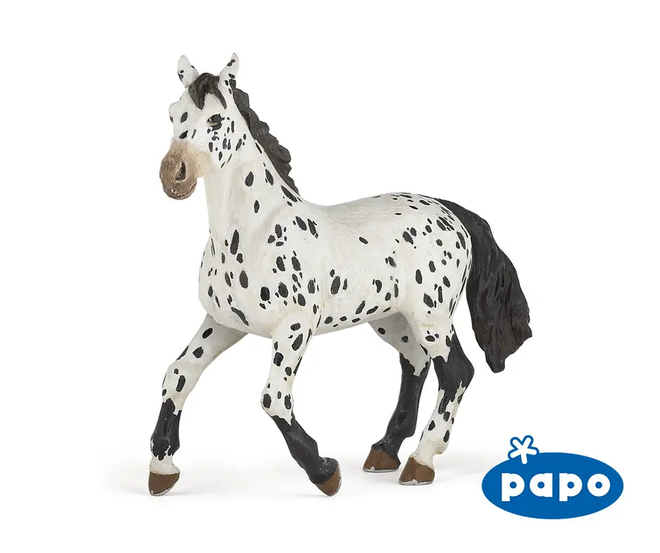 Black Appaloosa Horse