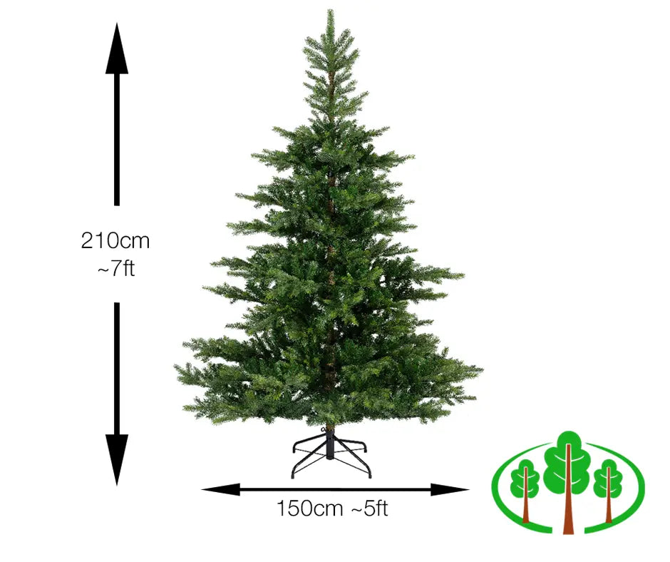 210cm Grandis Fir