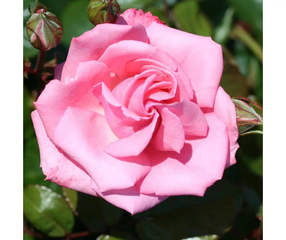 Rose 'Agatha Christie' - Climber