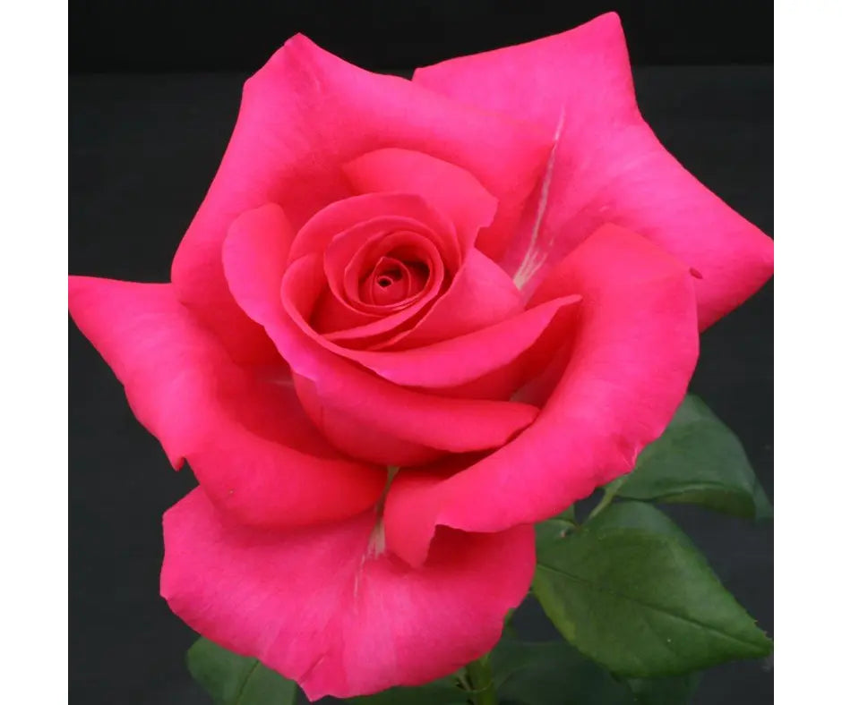 Rose 'All My Loving' - Hybrid Tea