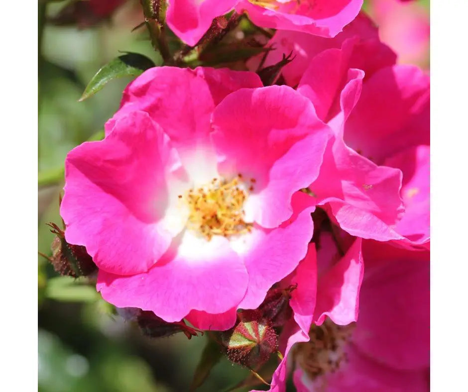 Rose 'American Pillar' - Climber