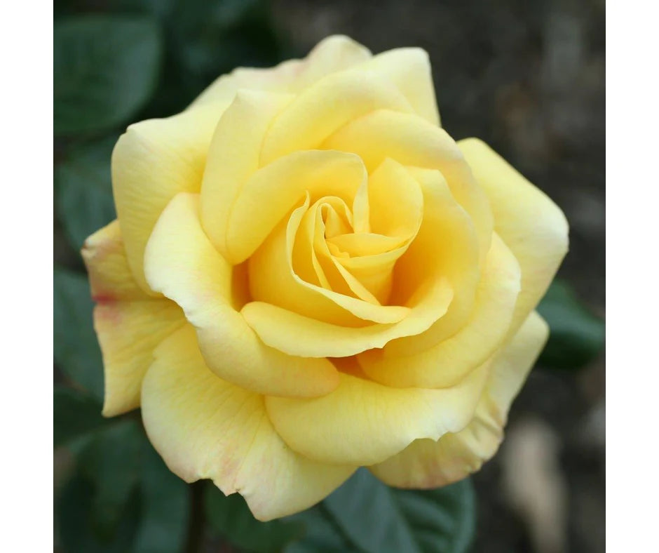 Rose 'Arthur Bell' - Climber