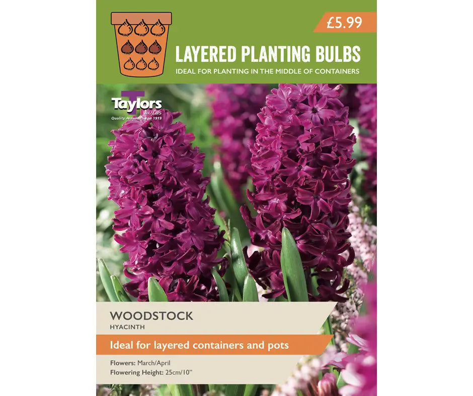 Hyacinth 'Woodstock'