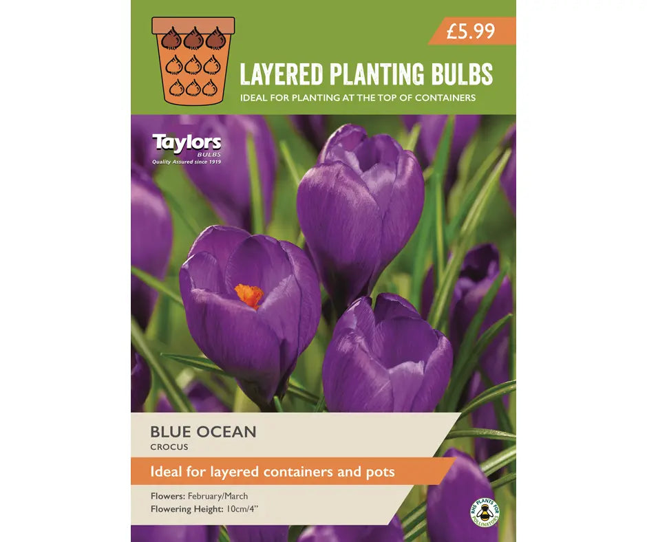 Crocus 'Blue Ocean'