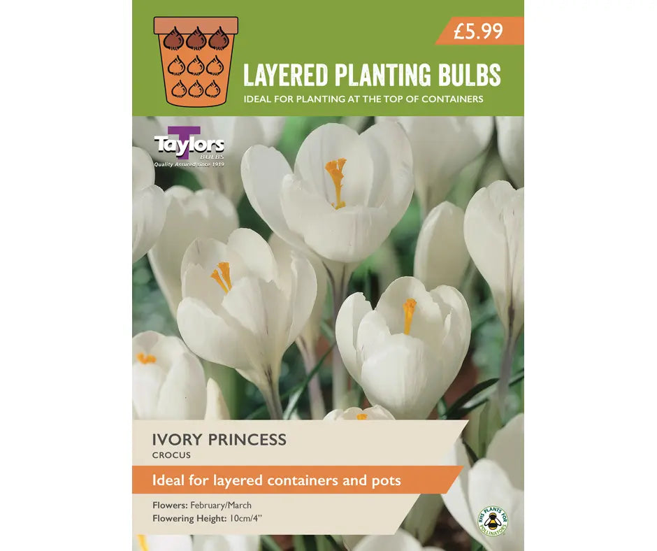 Crocus 'Ivory Princess'