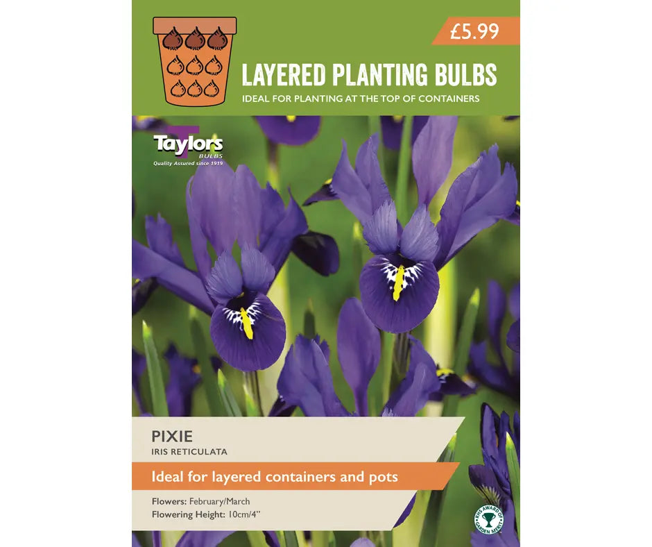 Iris reticulata 'Pixie'