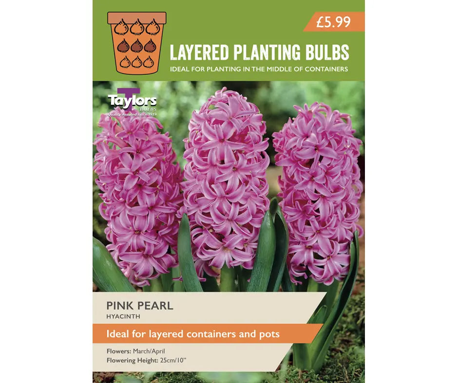 Hyacinth 'Pink Pearl'