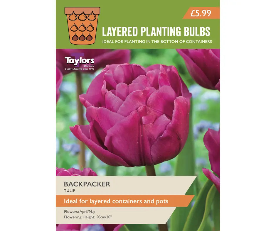 Tulip 'Backpacker'