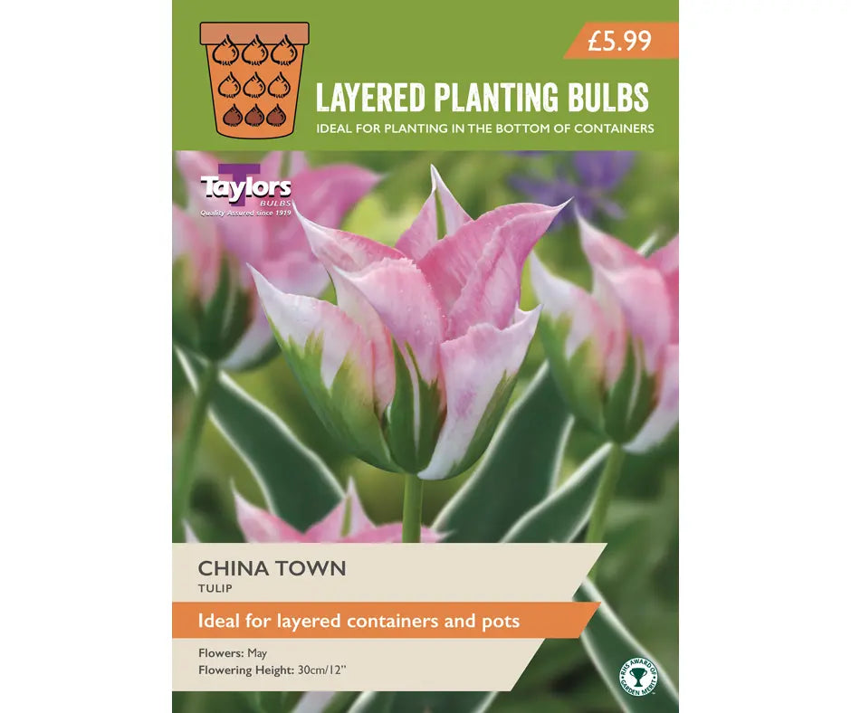 Tulip 'China Town'