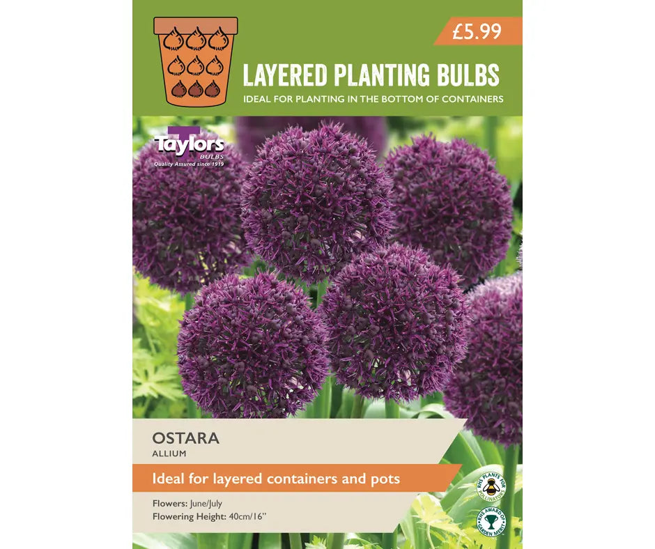 Allium 'Ostara'