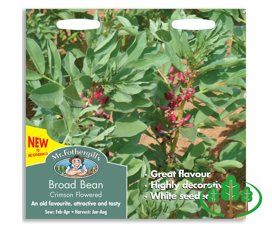 BROAD BEAN Crimson Flowered