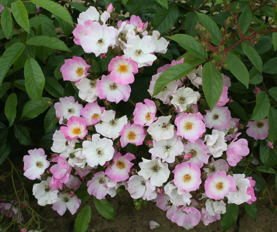 Rose 'Ballerina' - Musk Rose