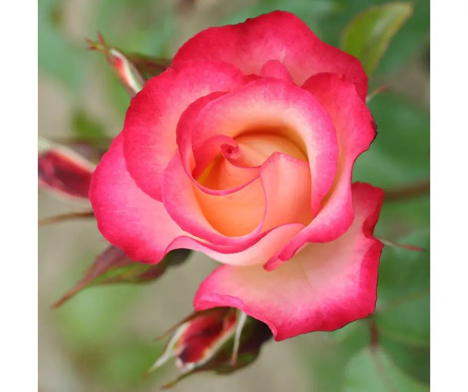 Rose 'Birthday Girl' - Floribunda