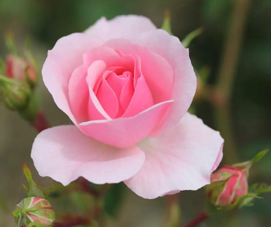 Rose 'Bonica' - Shrub Rose