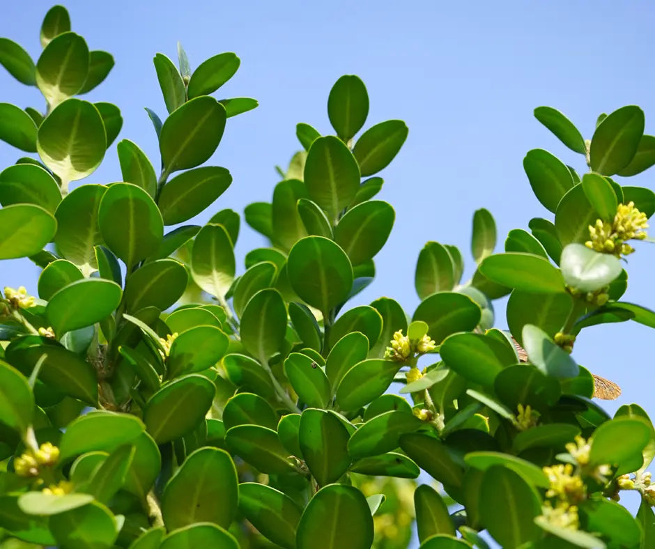 Buxus sempervirens - 13cm Pot