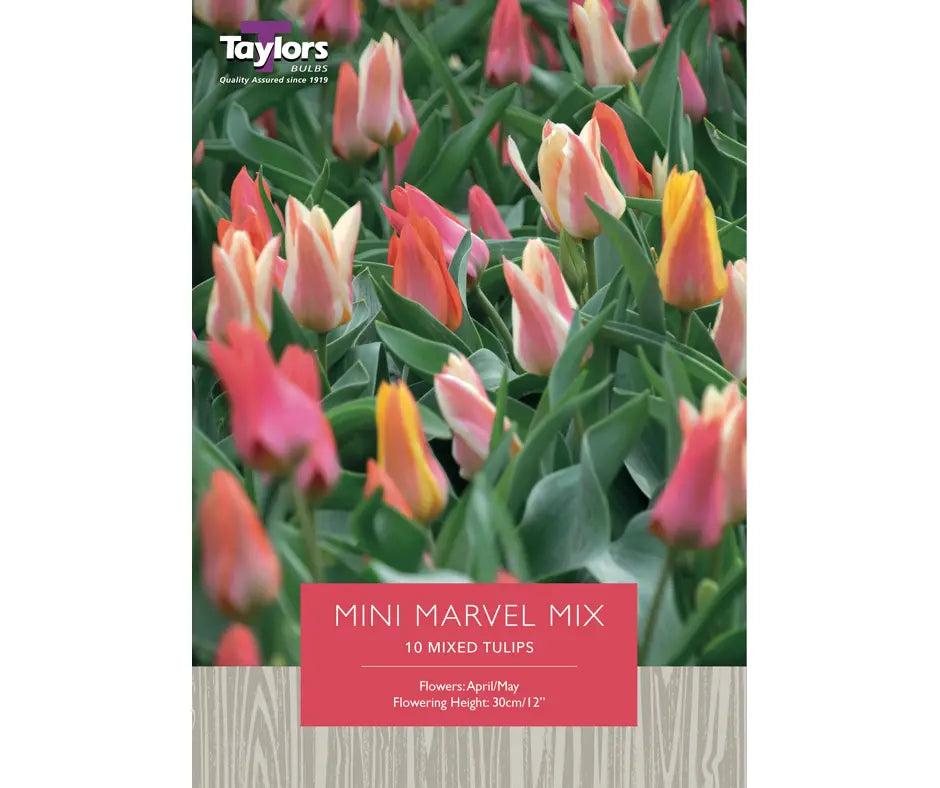 Tulip 'Mini Marvels Mix' - Buy One Get One FREE