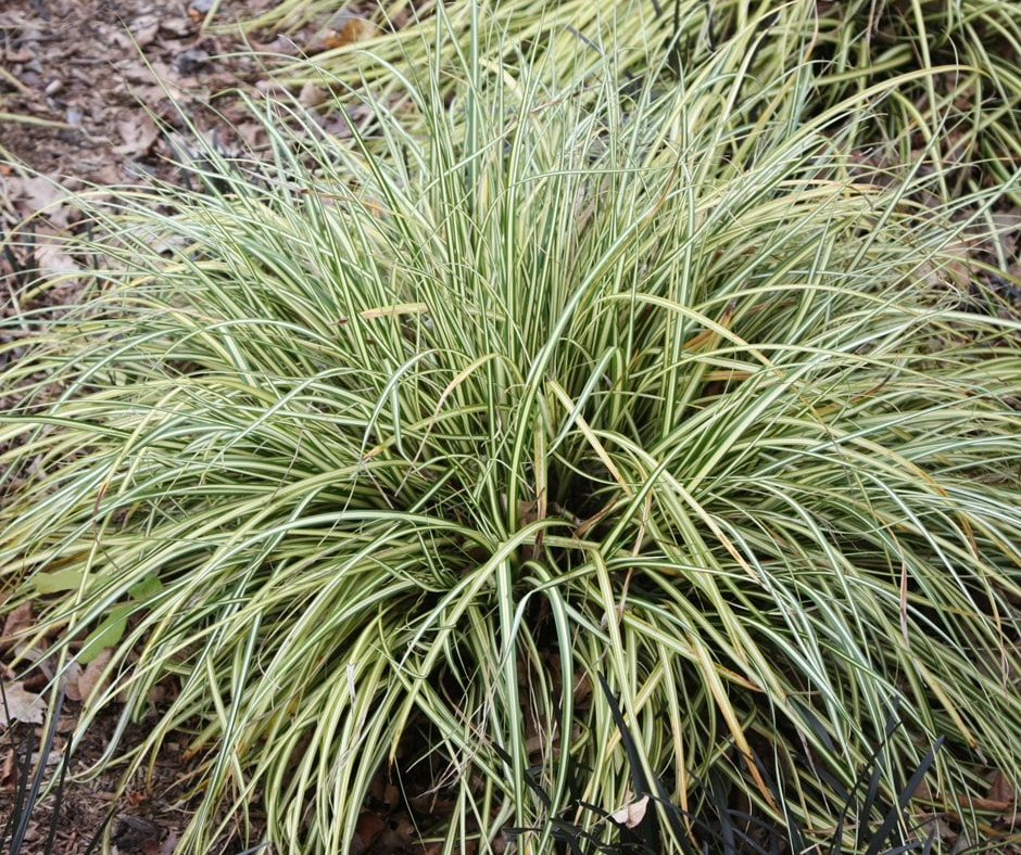 Carex oshimensis 'Evergold' - 2 Litre Pot