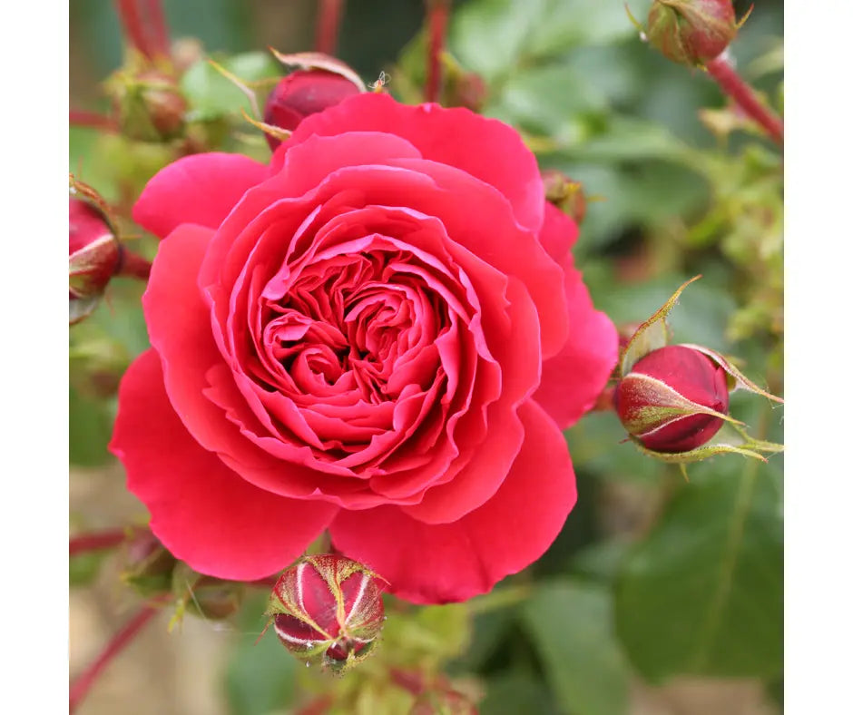 Rose 'Cherry Girl' - Floribunda