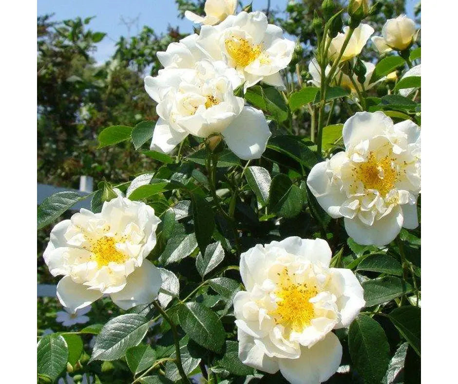 Rose 'City Of York' - Climber