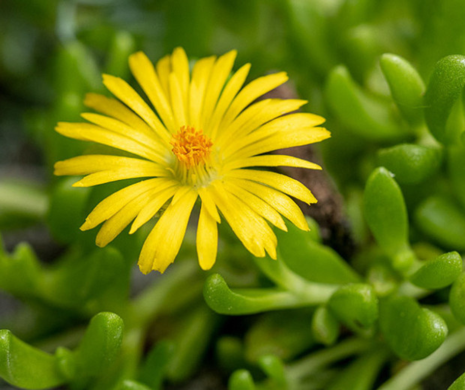 Delosperma Nubigenum (Garden Succulent) -  11cm Pot