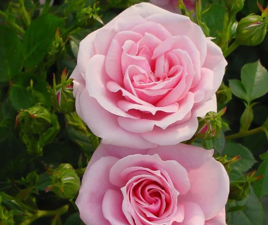 Rose 'Diamond Wishes' - Patio Rose