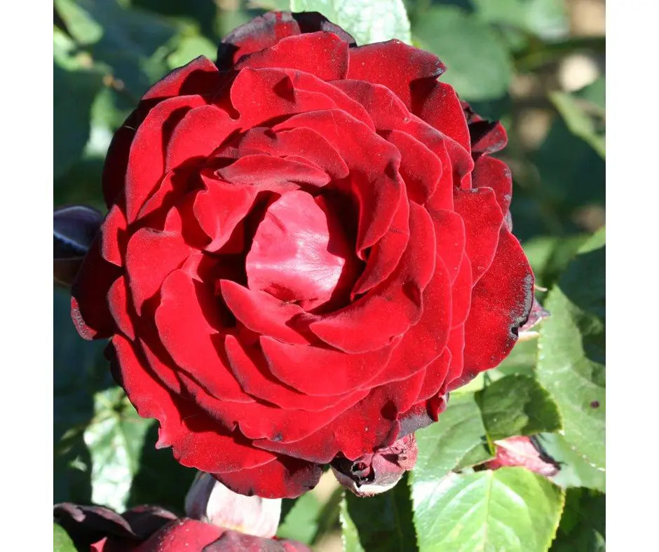 Rose 'Dublin Bay' - Climber