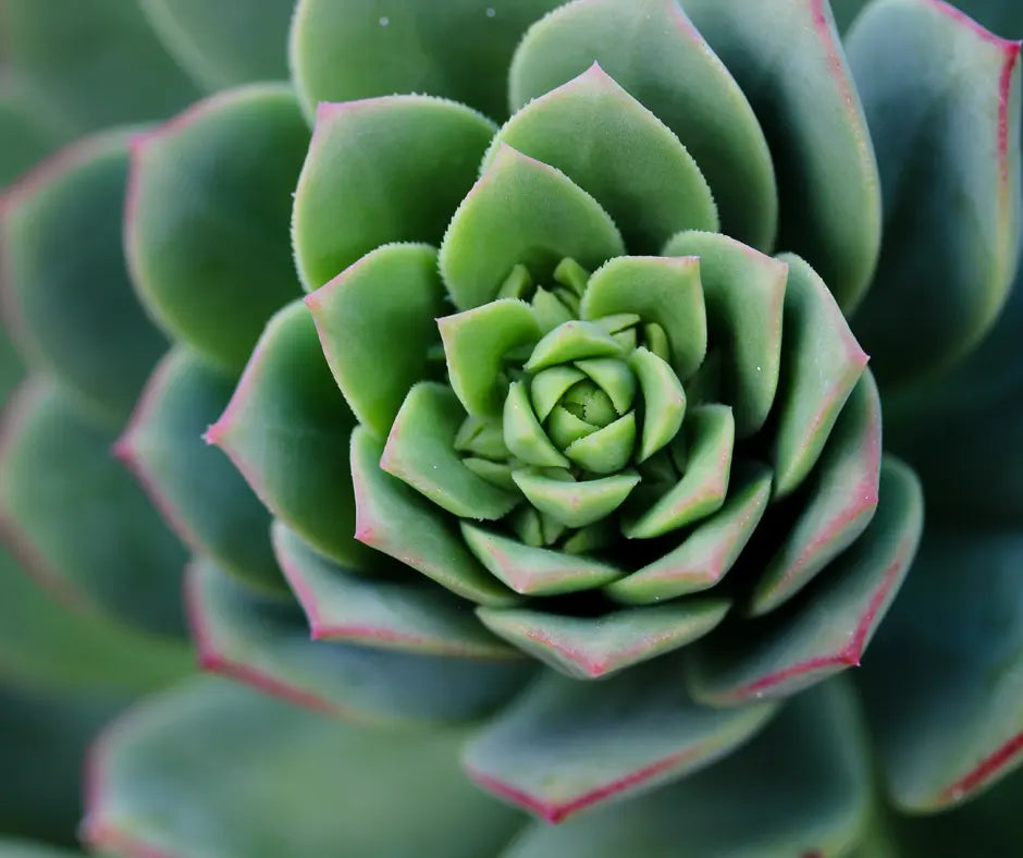 Echeveria mix - 5.5cm Pot