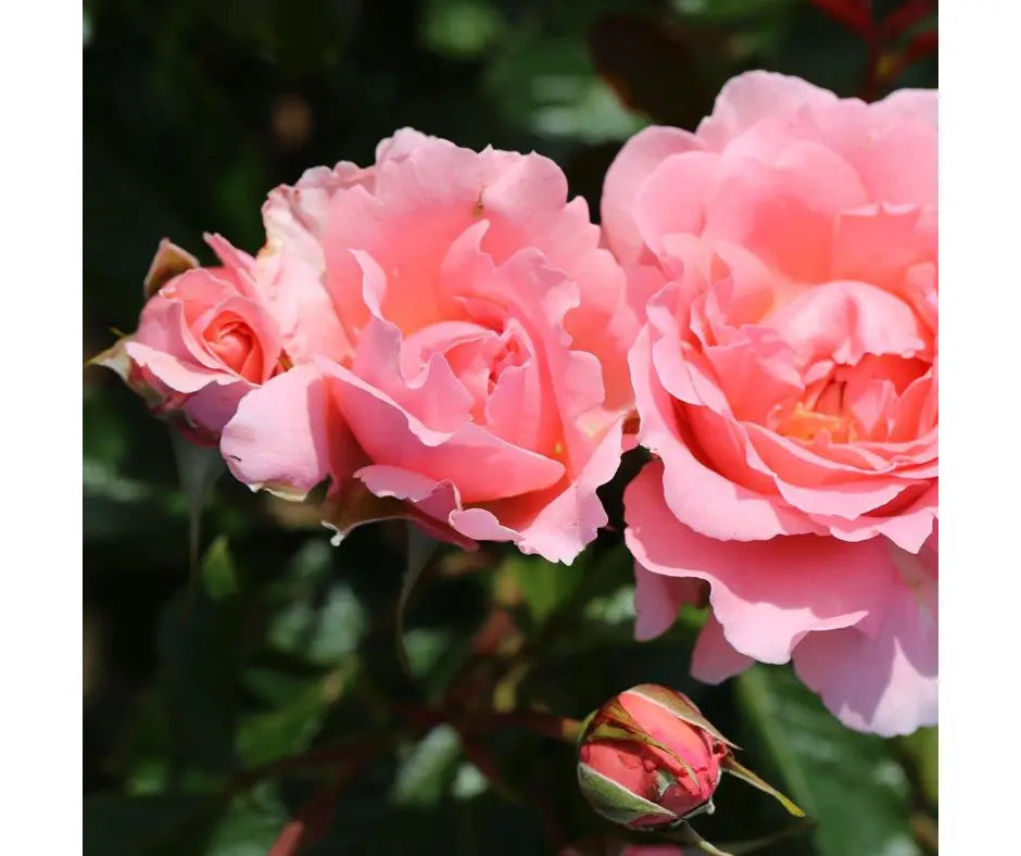 Rose 'English Miss' - Floribunda