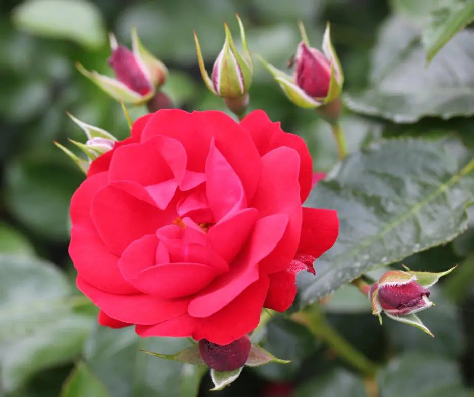 Rose 'Eternity' - Floribunda