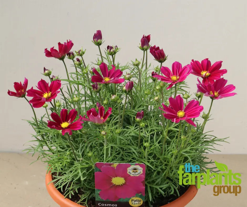 Cosmos Violet 1L