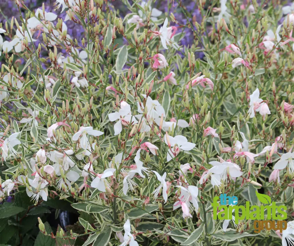 Gaura 'Walbertons Gold Fountain'