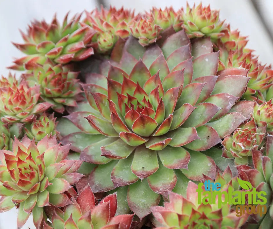 Sempervivum 'Bronco'