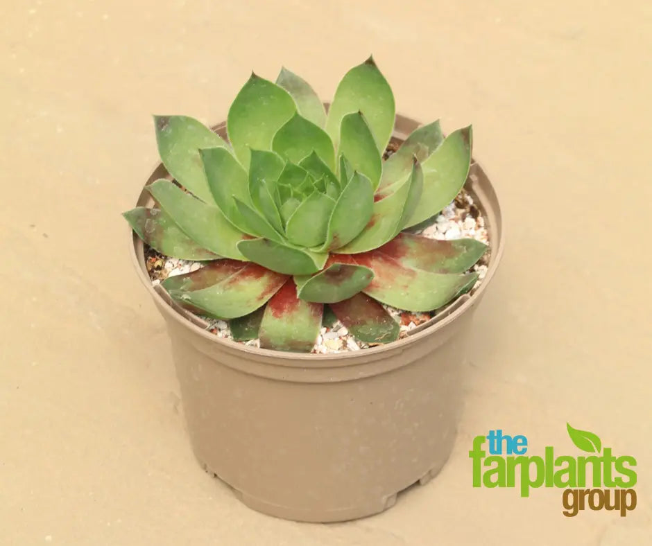 Sempervivum Supersemps Emerald 1L