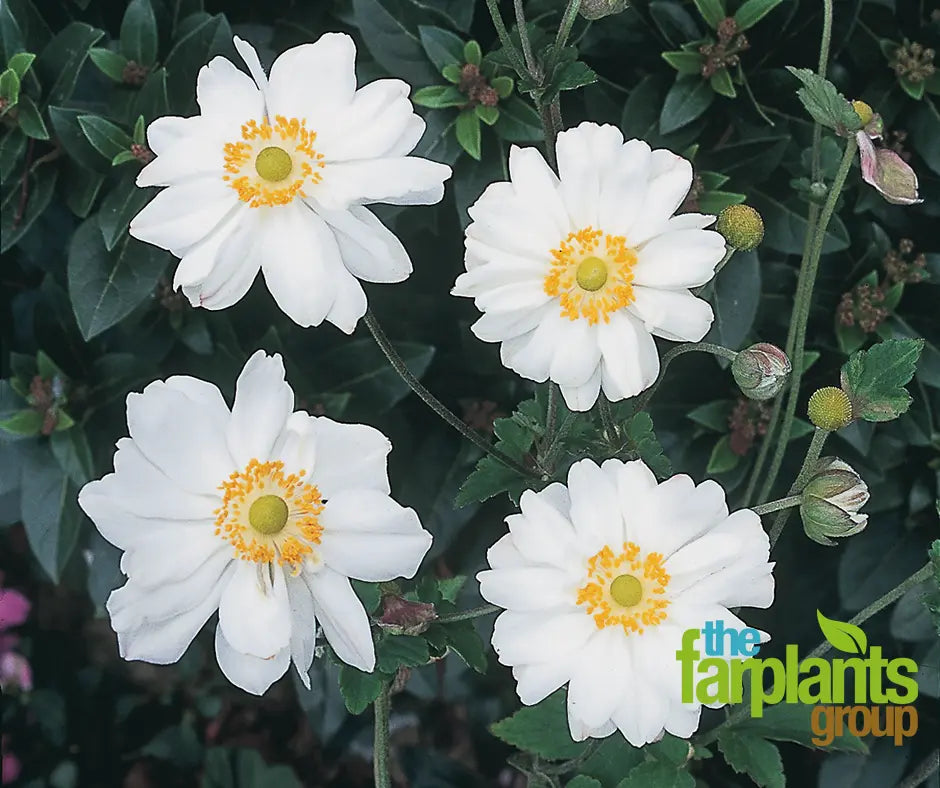 Anemone Whirlwind (White/Double) 2L
