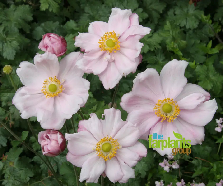 Anemone 'Queen Charlotte'