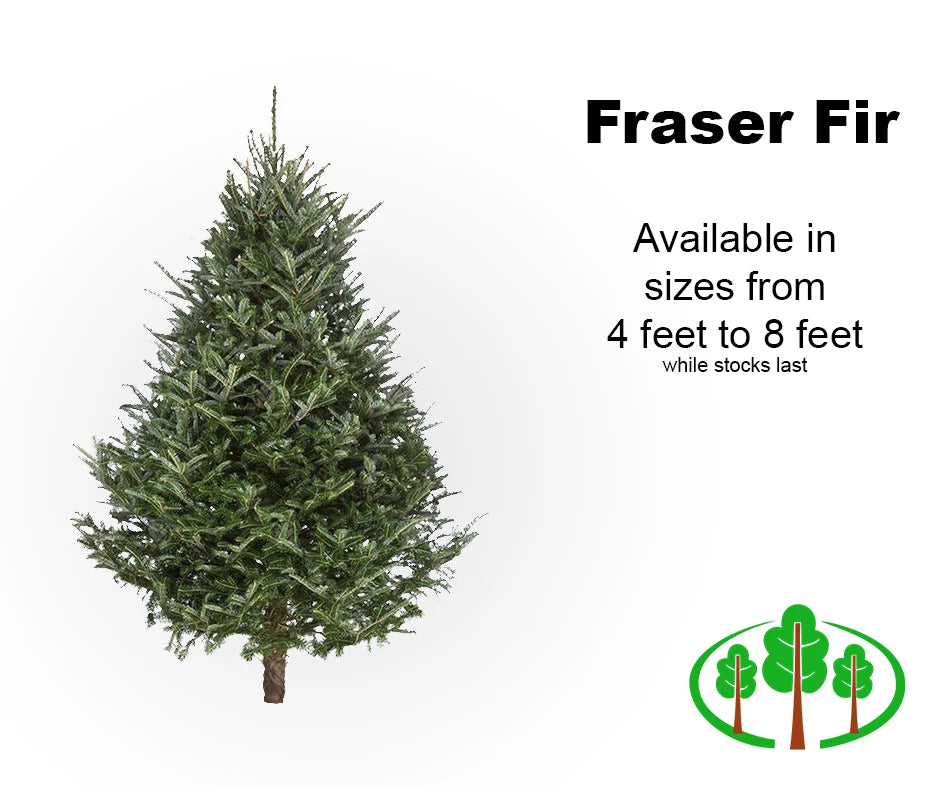 5' Fraser Fir