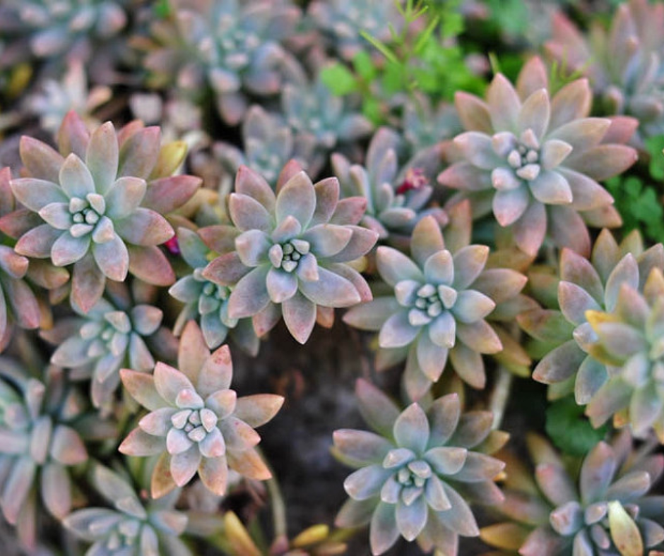 Graptopetalum Paraguayense Minor - 11cm Pot