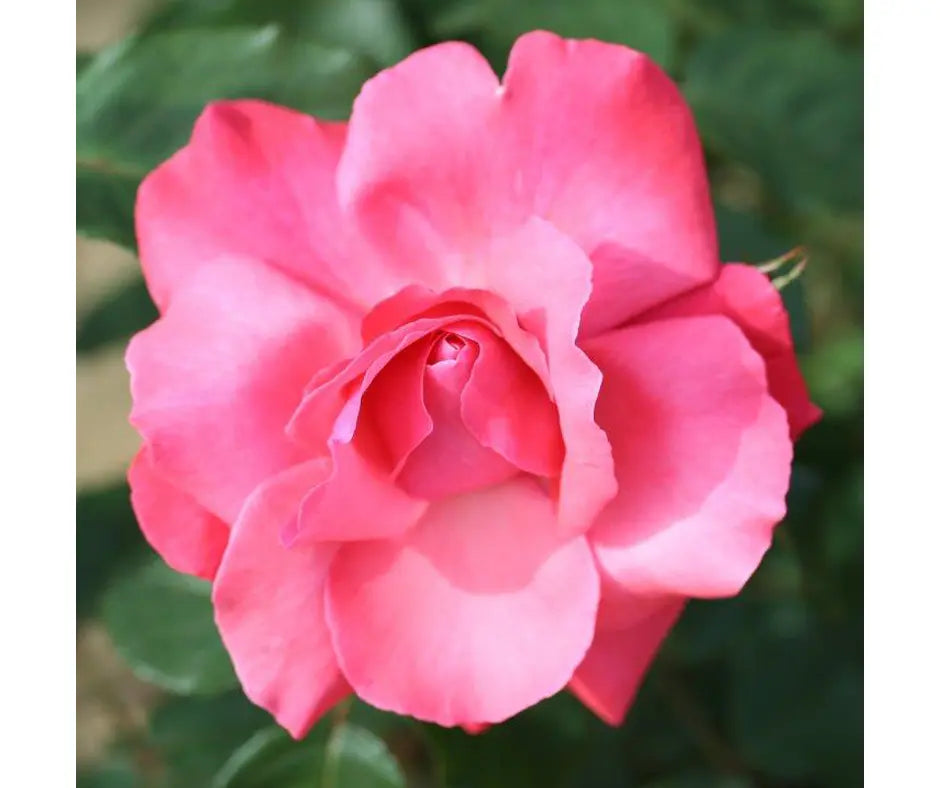 Rose 'Galway Bay' - Climber