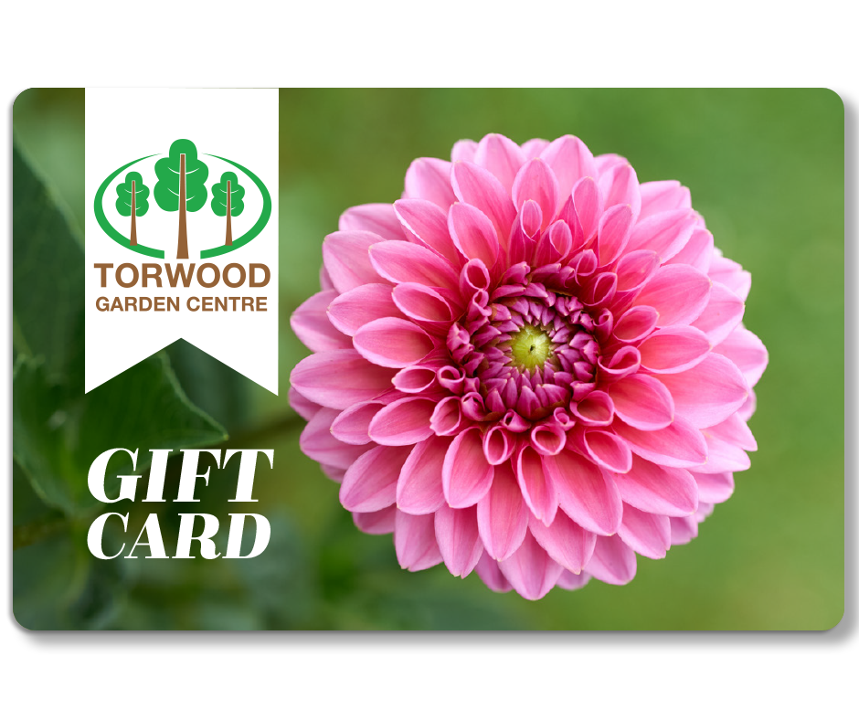 Gift Card - Dahlia Design