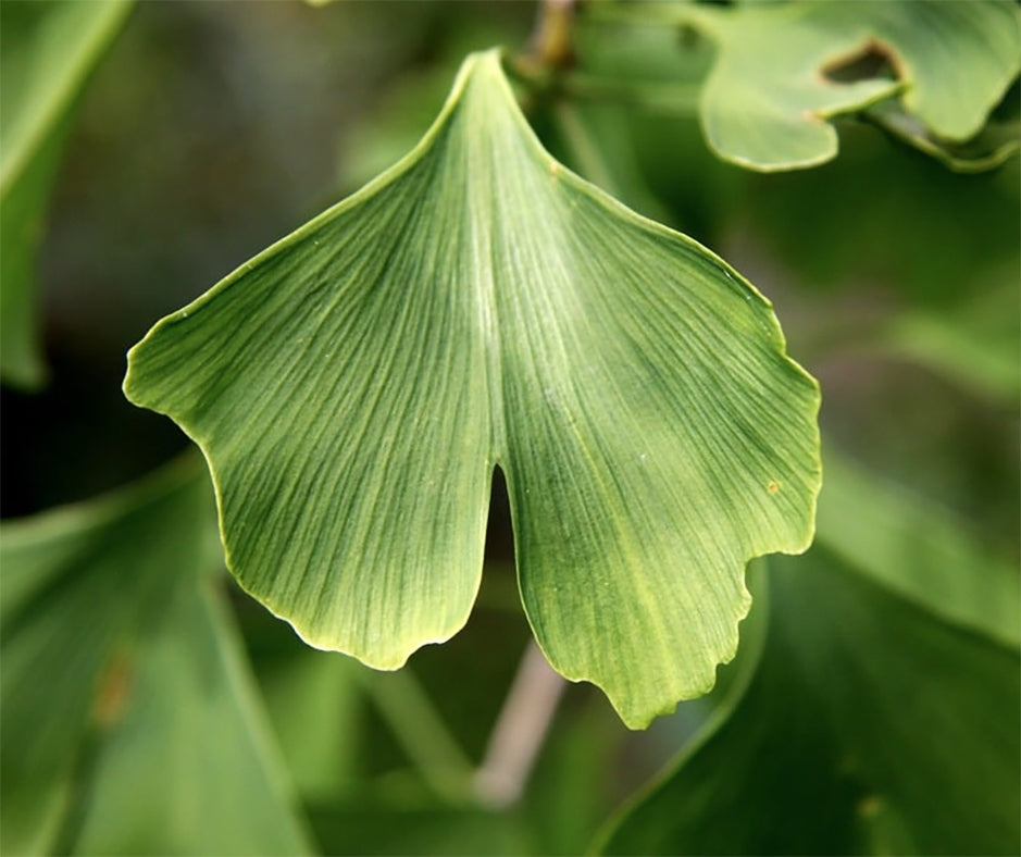 Ginkgo Biloba 'Menhir' - 4L Pot