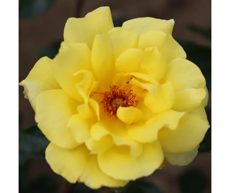 Rose 'Golden Showers' - Climber