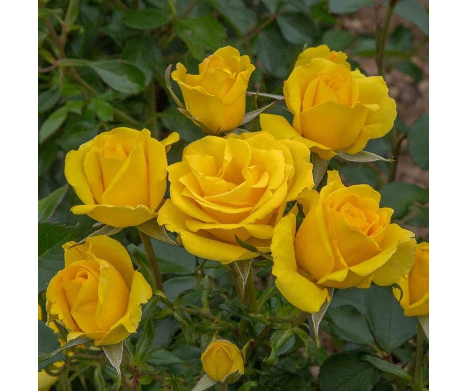 Rose 'Grandma's Rose' - Floribunda