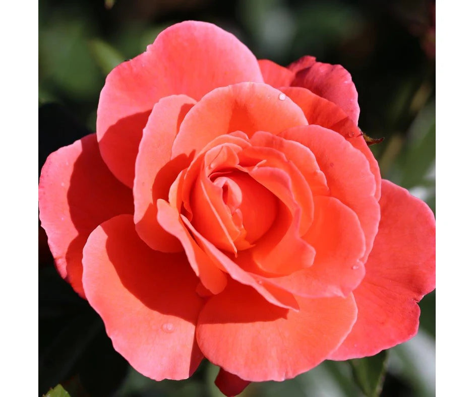 Rose 'Happy Anniversary' - Floribunda