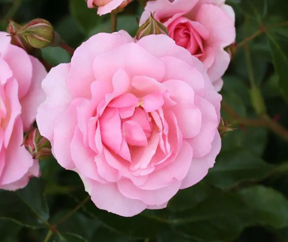 Rose 'Happy Retirement' - Standard