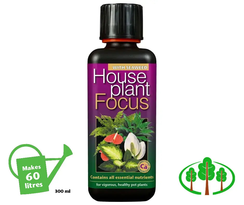 House Plant Focus