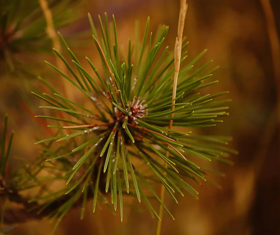 6' Lodgepole Pine