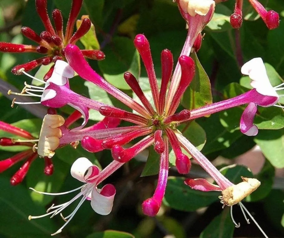 Lonicera japonica Red World