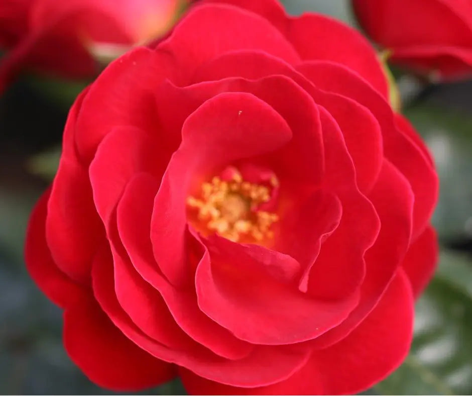 Rose 'Lots Of Kisses' - Patio Standard