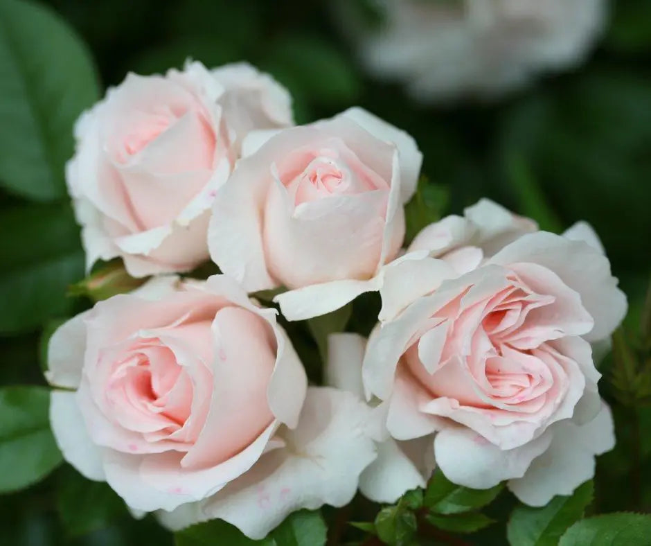 Rose 'Lovely Bride' - Patio Rose